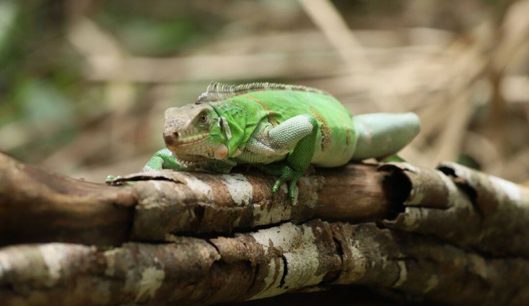 En el Meta liberan a más de 1.900 animales iban a ser traficados