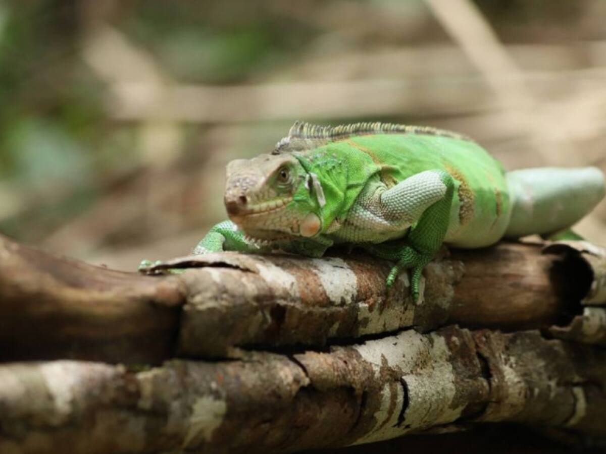En el Meta liberan a más de 1.900 animales que iban a ser traficados