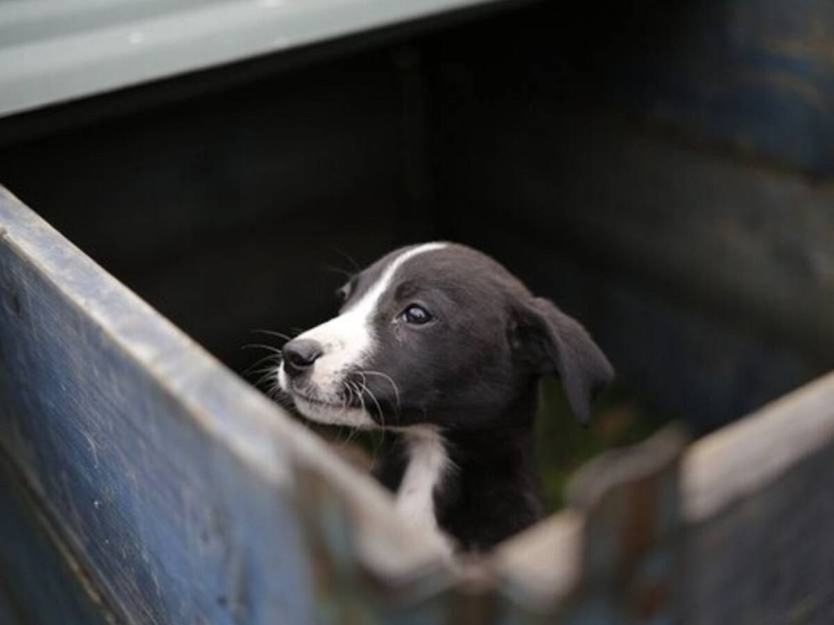 Ultimátum al Gobierno para formular una política de bienestar y protección animal