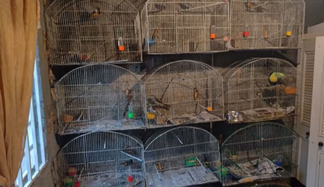 Animales recuperados por las autoridades ambientales 