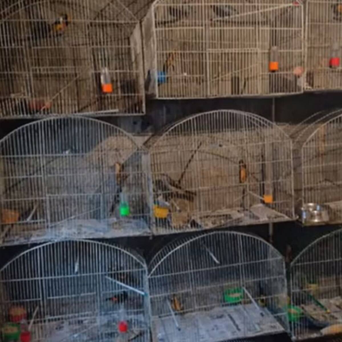 Recuperaron en Manizales 35 aminales en condición de maltrato extremo