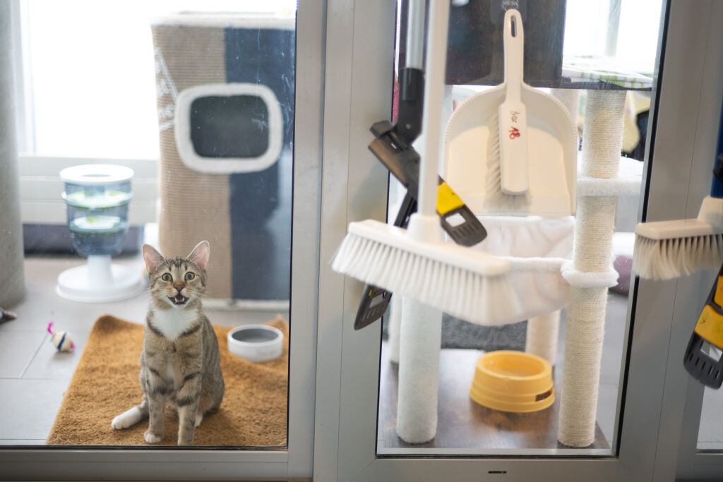 Gato aprendiendo a ir al arenero Photo: Sebastian Christoph Gollnow/dpa (Photo by Sebastian Gollnow/picture alliance via Getty Images)