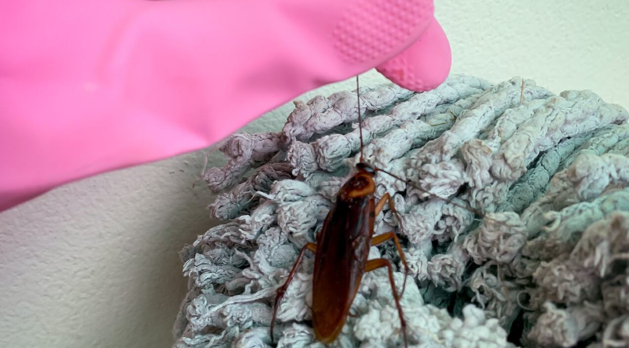 Truco a la hora de trapear para mantener a las cucarachas alejadas de su hogar. Foto: Getty Images.