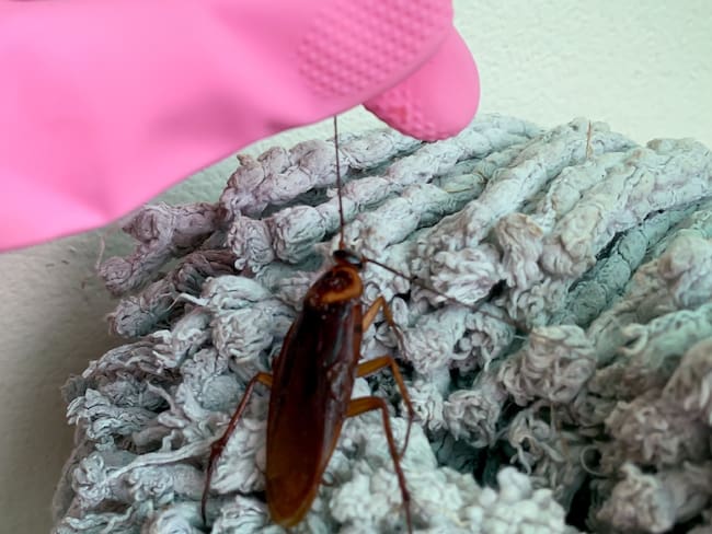 Truco a la hora de trapear para mantener a las cucarachas alejadas de su hogar. Foto: Getty Images.