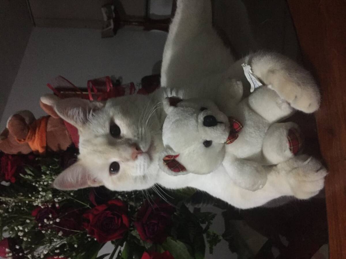 Sonia Osorio nos envió la foto de su gato Tommy, un gatito muy tierno.