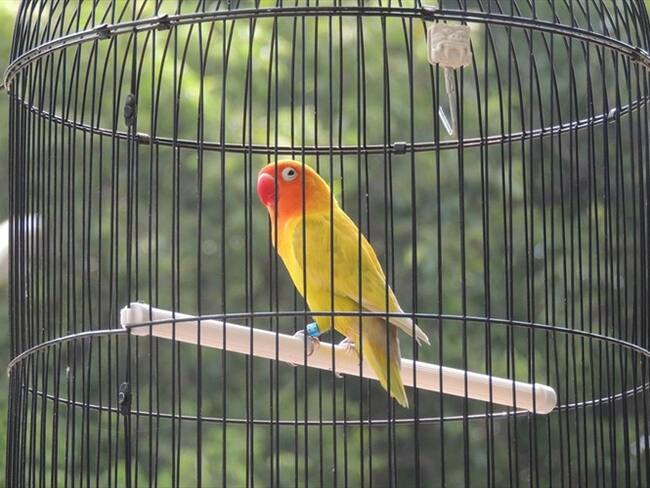 Proyecto para prohibir la tenencia de aves enjauladas fue aprobado en primer debate