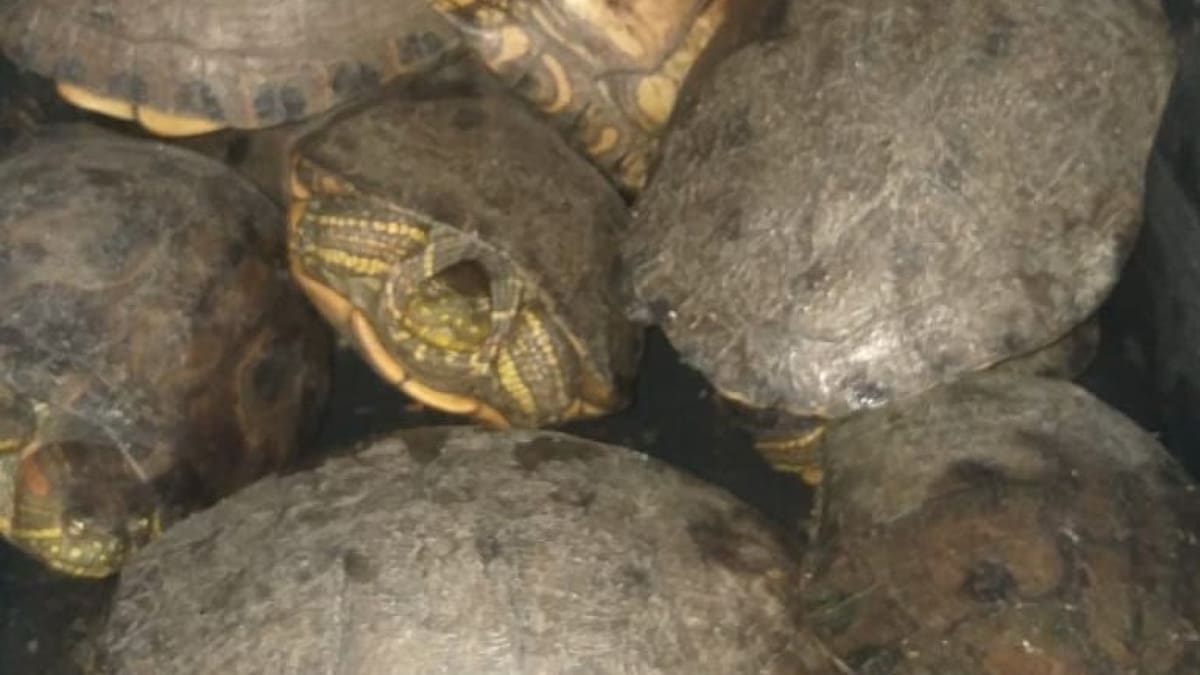 En Semana Santa aumentan controles para evitar el tráfico de especies silvestres