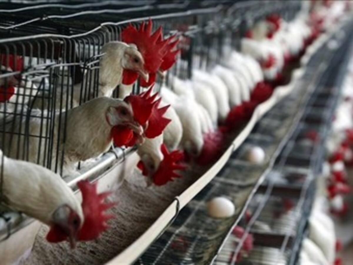 Dian se pondrá al día con devoluciones del IVA a avicultores