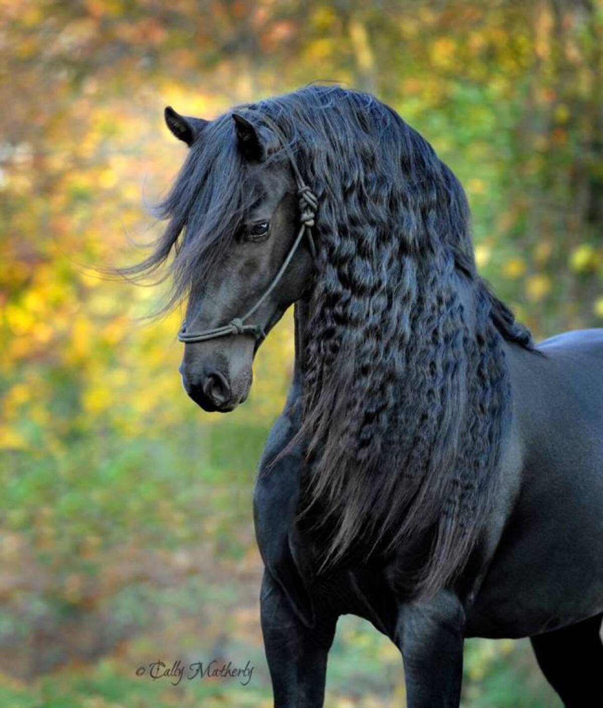 Sus seguidores afirman que este caballo tiene una peculiar melena