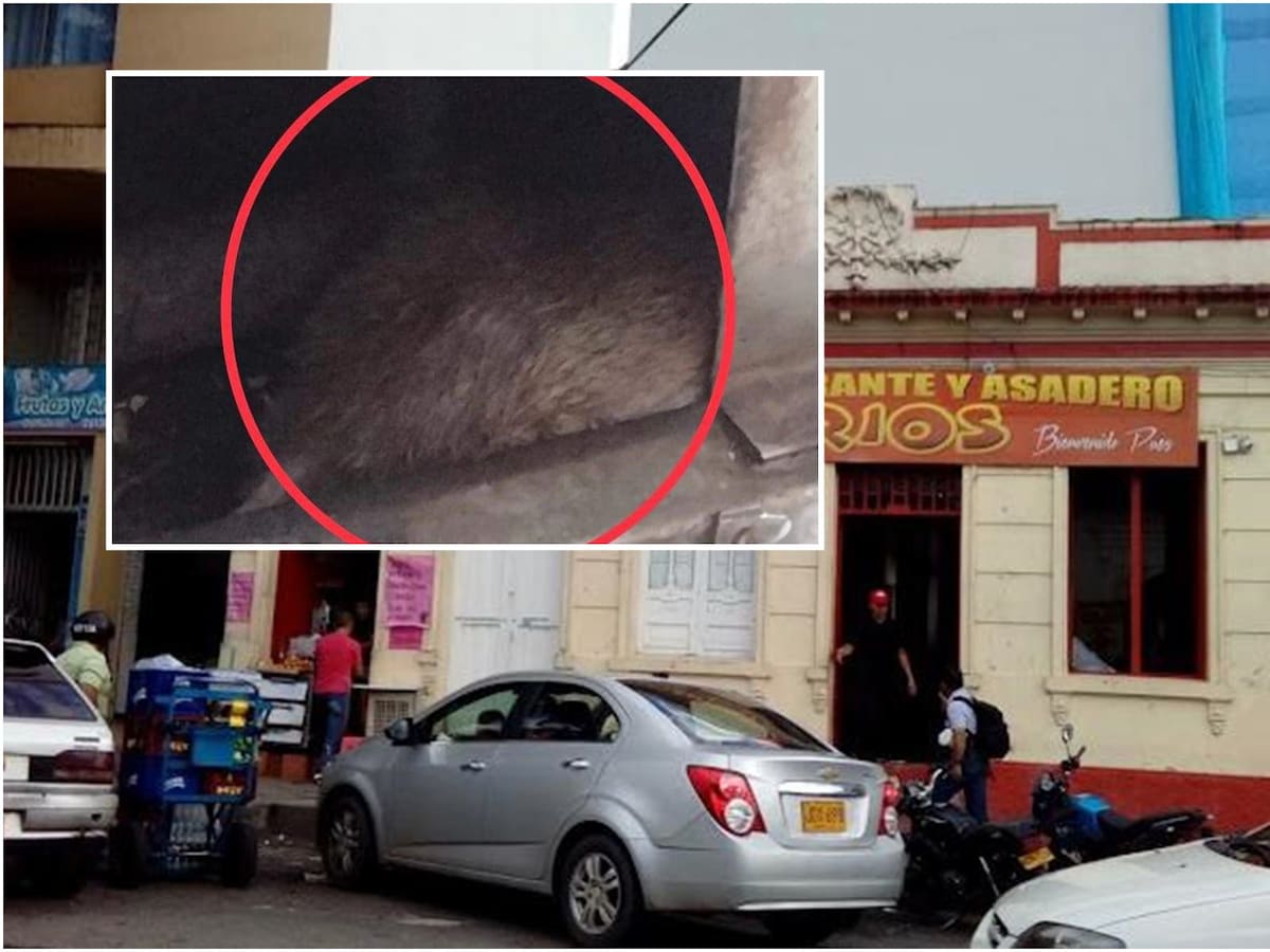 “Había una rata gigantesca en un horno del restaurante”: Secretaria de Salud de Ibagué