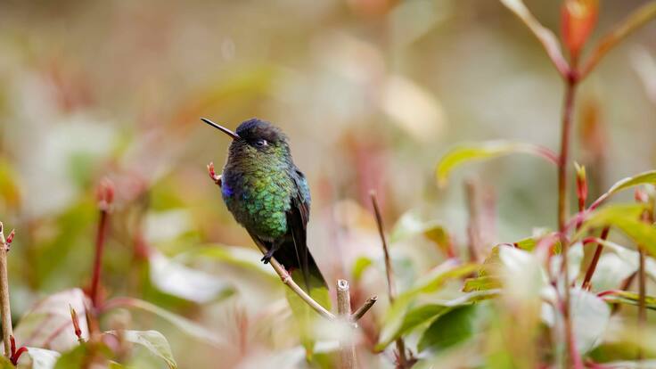 Semana de la Biodiversidad: Del 29 de septiembre al 5 de octubre, en Cali.