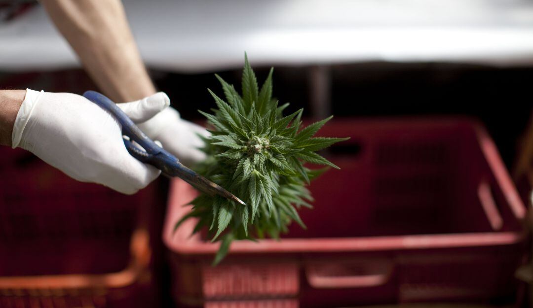 El Invima sería la única entidad competente para expedir las licencias de fabricación