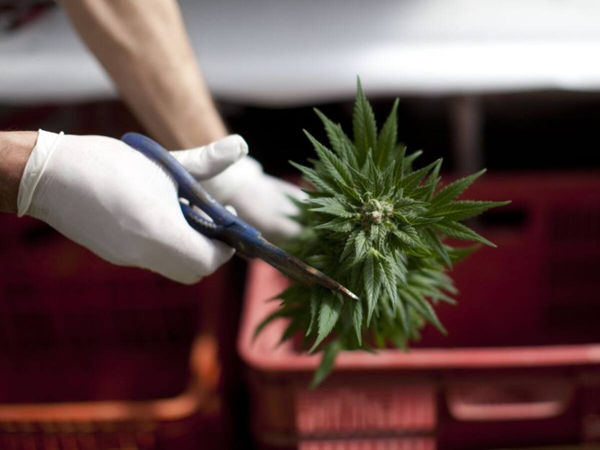 Gobierno busca reglamentar la exportación de flor seca de cannabis