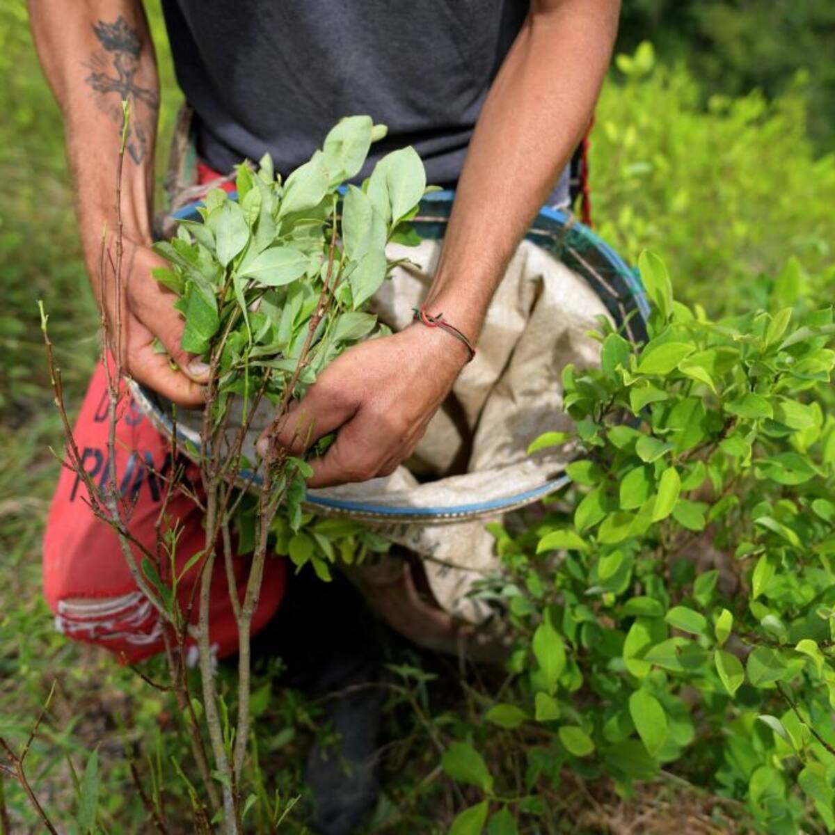 Listo borrador de decreto que regula hoja de coca y amapola para usos médicos e industrial