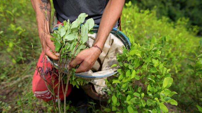 Estados Unidos mantiene descertificación de Colombia en la lucha antidrogas