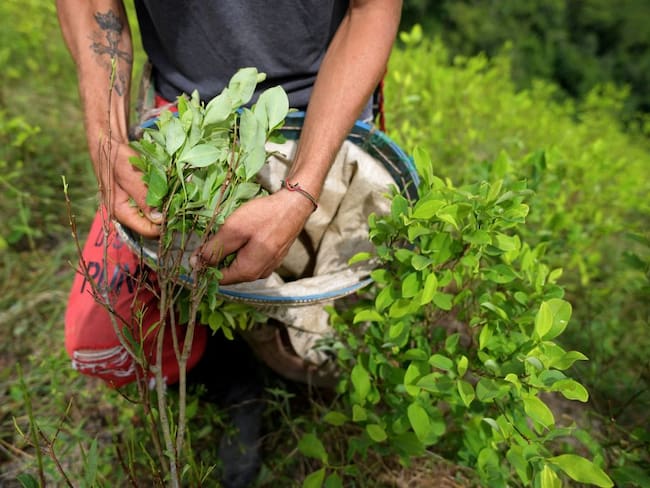 Cultivo de coca. Foto: Raul Arboleda / AFP via Getty Images