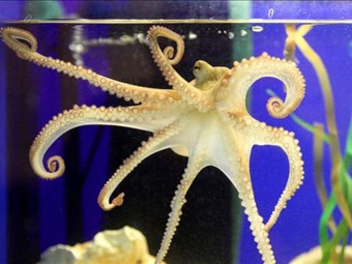 Sucesor del Pulpo Paul es presentado en el acuario de Oberhausen