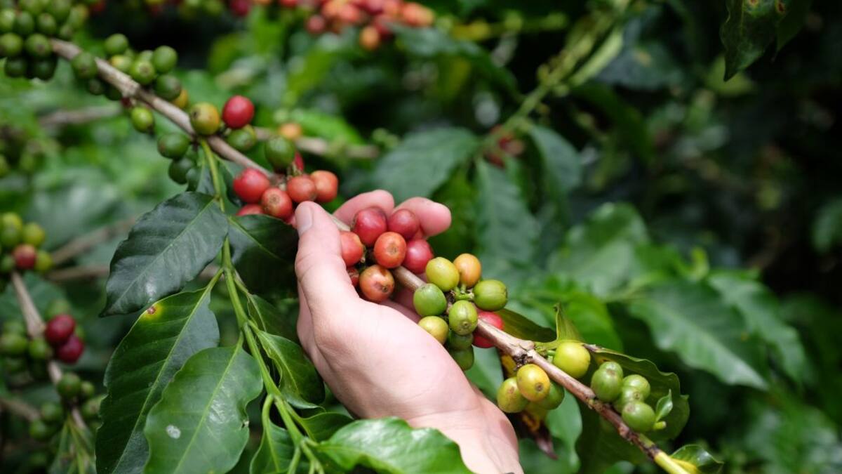 El cambio climático afecta la productividad del café colombiano