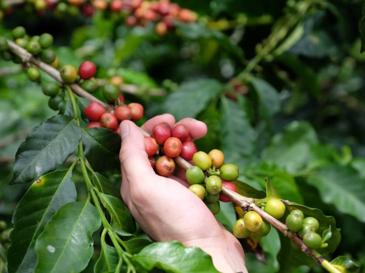 El cambio climático afecta la productividad del café colombiano