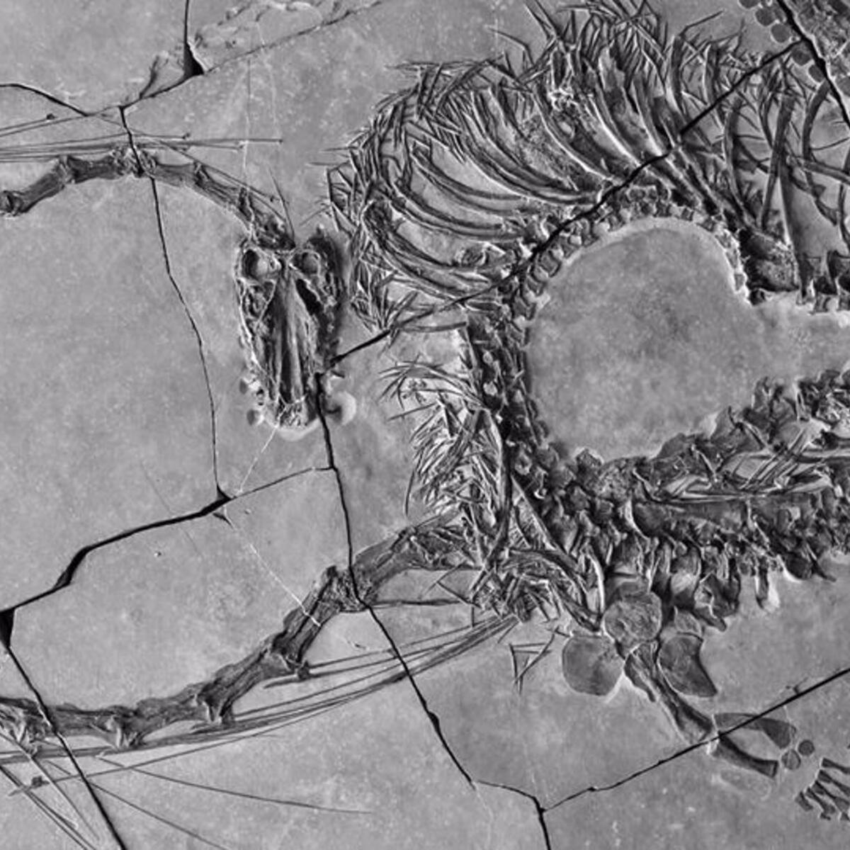 Nuevo fósiles revelan un ‘dragón chino’ de 240 millones de años