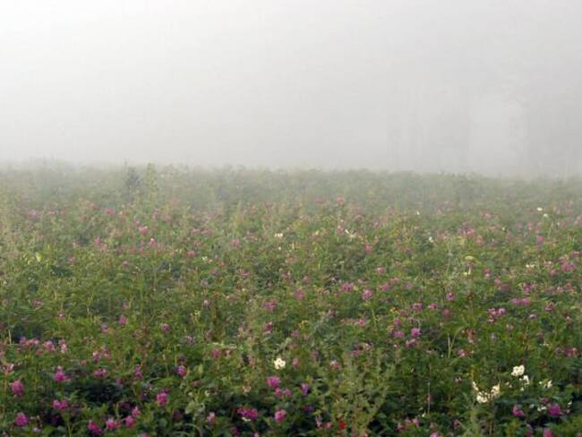 Heladas afectan cultivos de flores, frutas y pastos en La Sabana de Bogotá