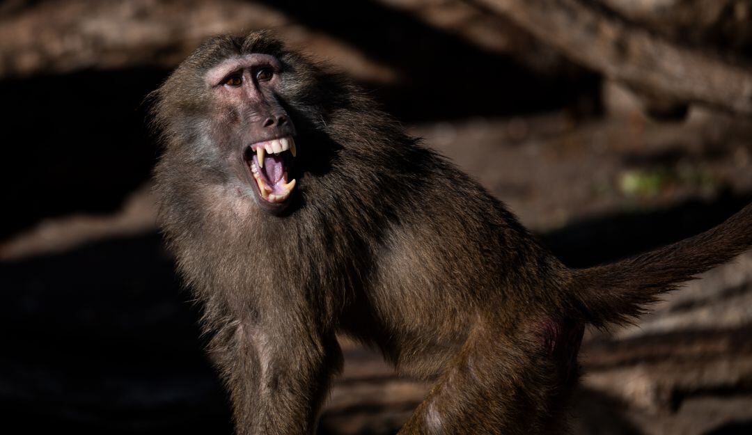 Imagen de referencia