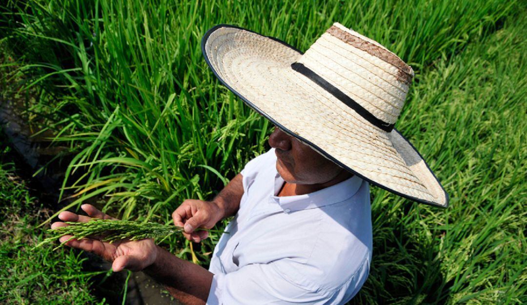 Cultivadores de arroz piden control de precios