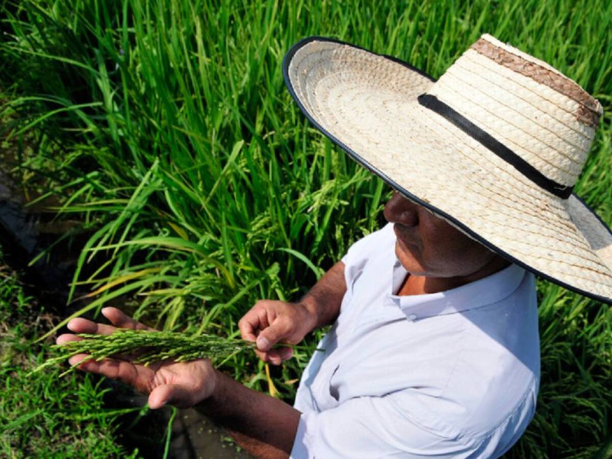 Cultivadores de arroz piden control de precios