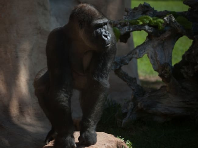 Muere Koko, la gorila capaz de &quot;hablar&quot; a través del lenguaje de signos