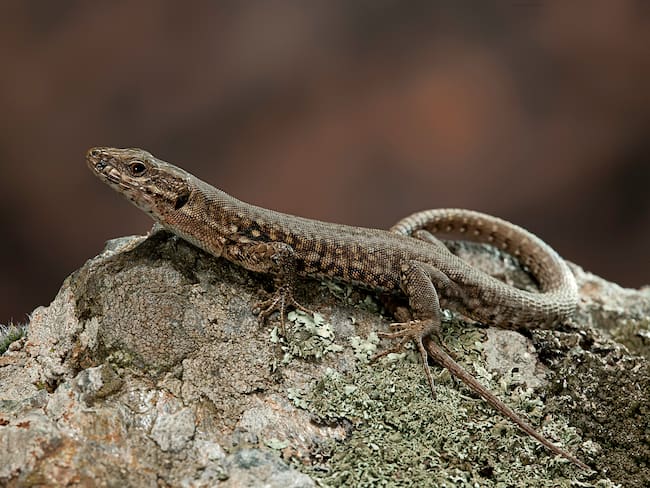 Lagartija sobre una roca