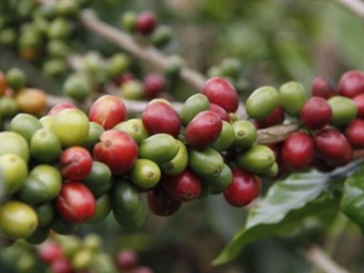 Quindío espera que primera cosecha de café sea de 27 millones de kilos