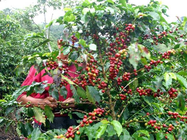Denuncian el ingreso de café de contrabando a Antioquia