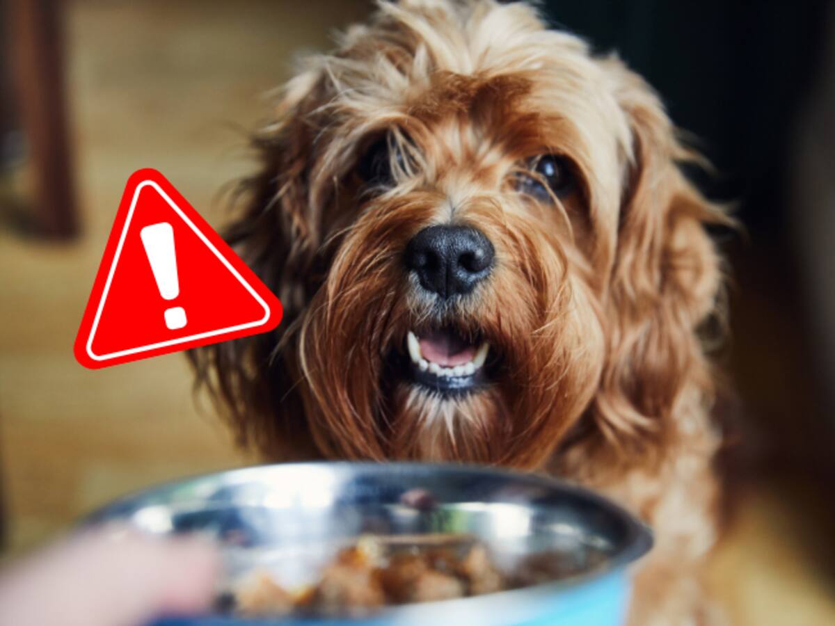 Popular alimento para mascotas fue retirado del mercado: hay preocupante advertencia