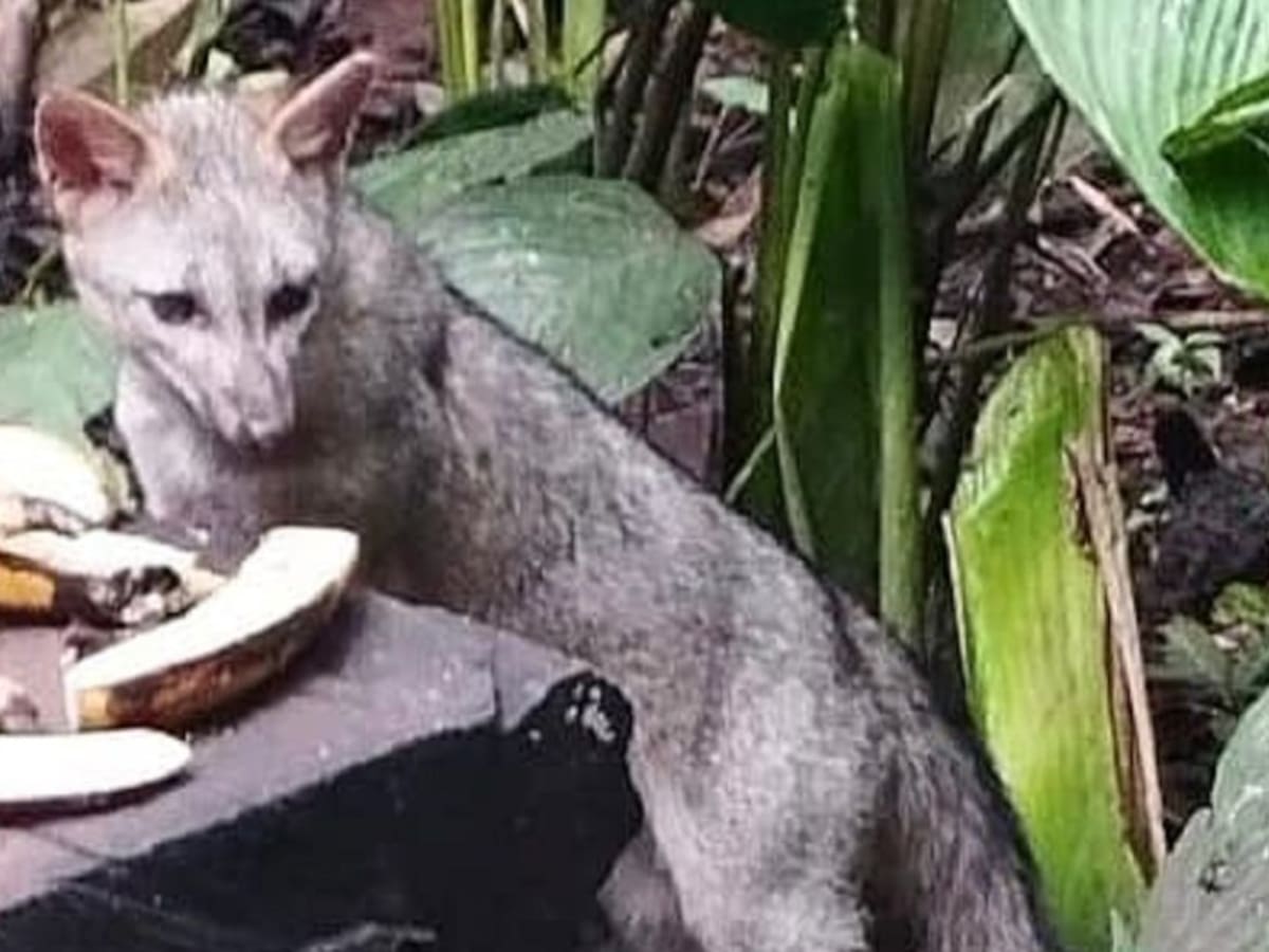 En el Jardín Botánico del Quindío fue avistado un zorro perruno