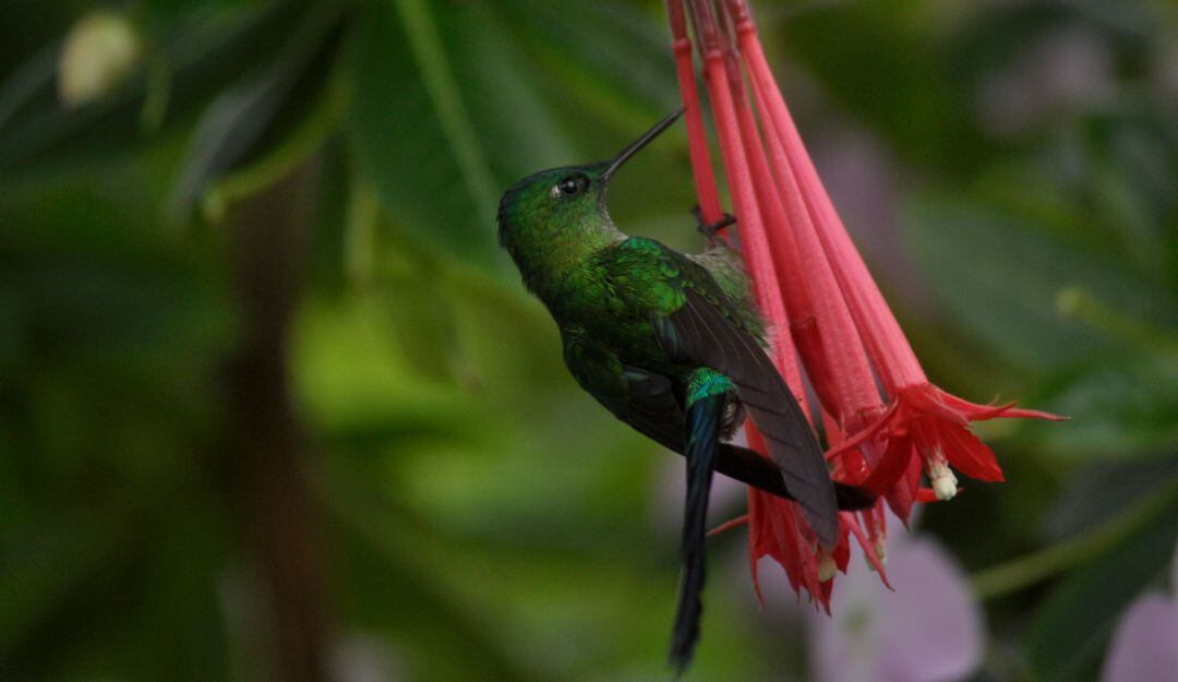 Aglaiocercus kingi. Ave polinizadora, avistada en Boyacá.