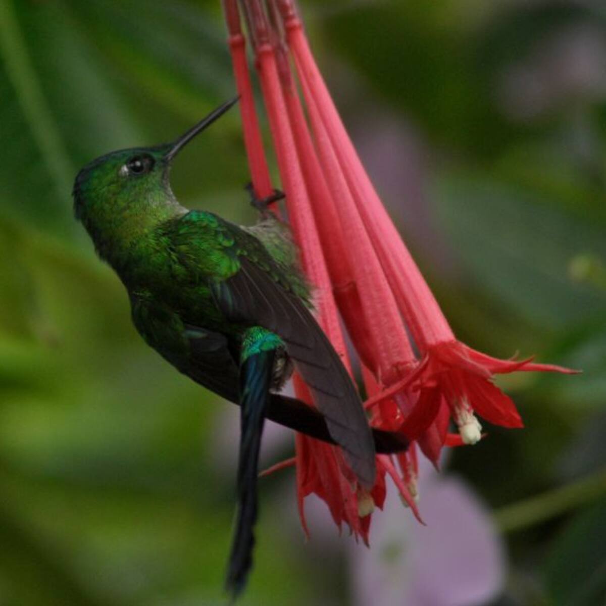 El fascinante mundo de las aves y su aporte a la polinización