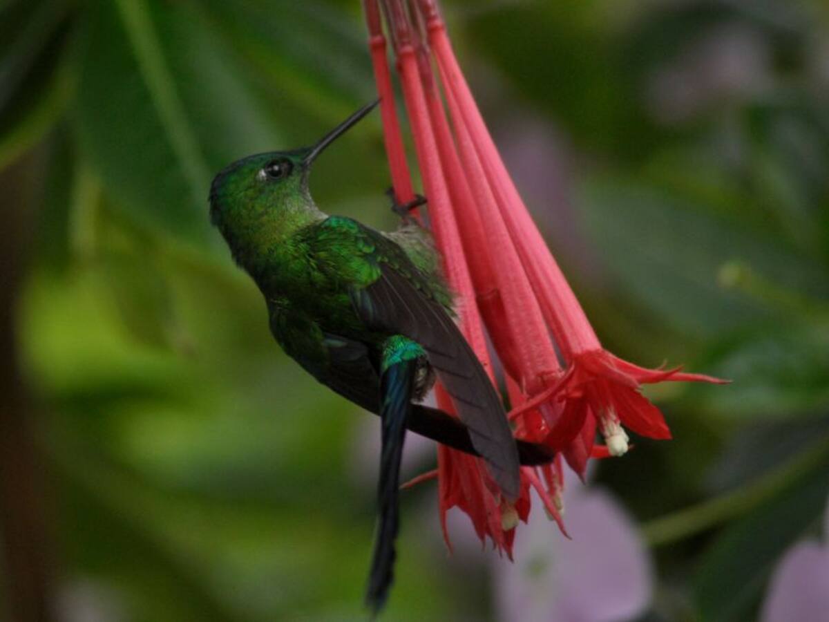 El fascinante mundo de las aves y su aporte a la polinización