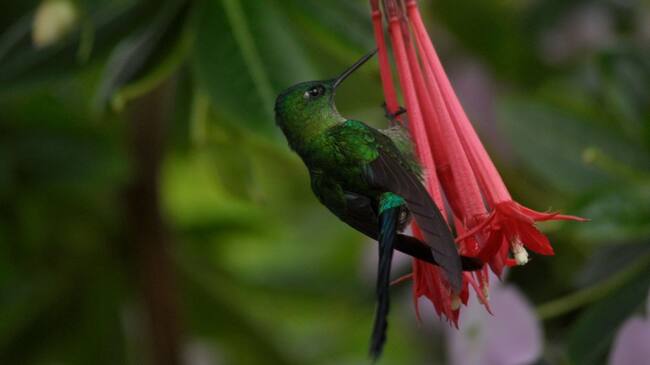 Aglaiocercus kingi. Ave polinizadora, avistada en Boyacá.