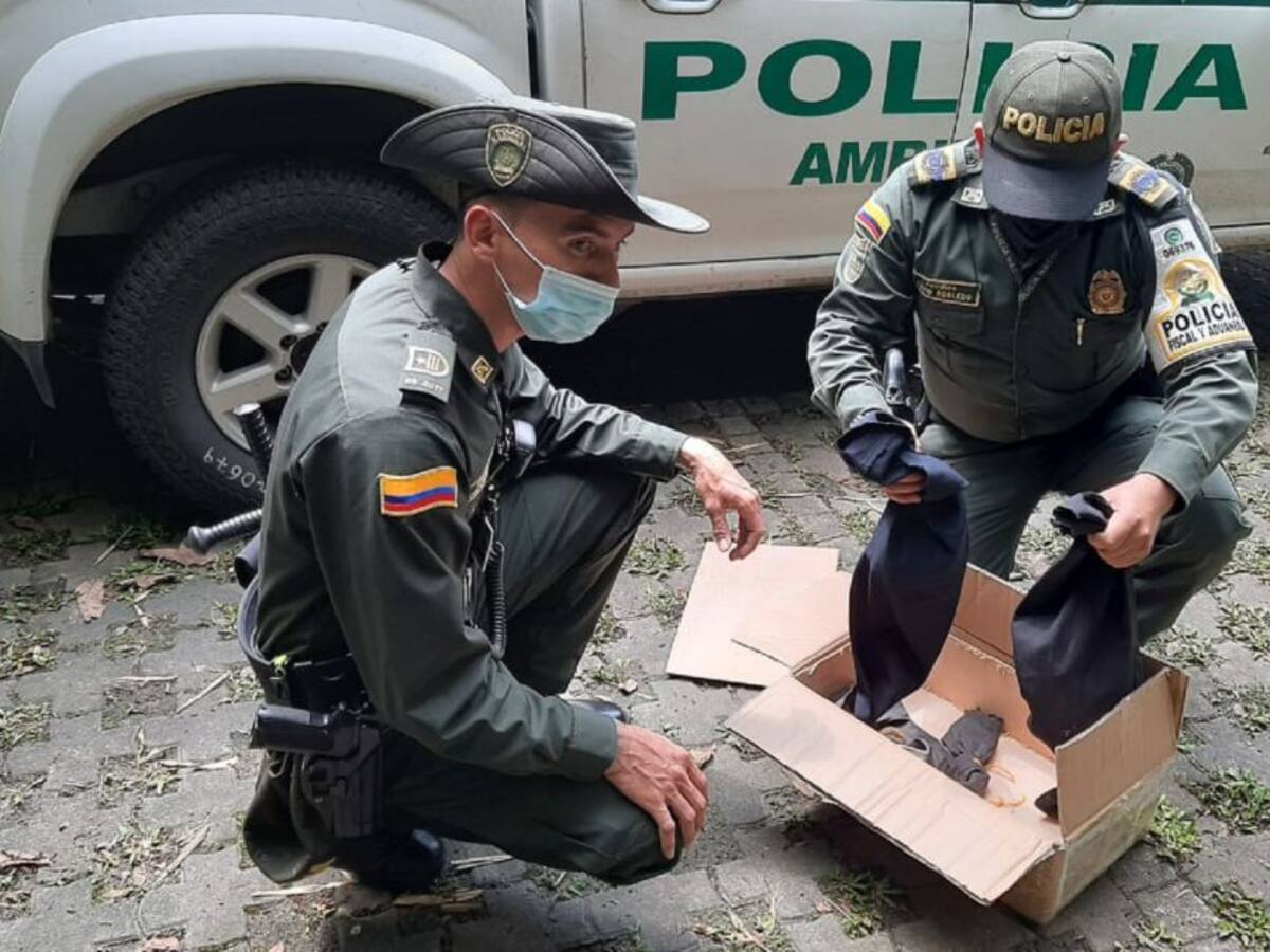 Policía rescata del tráfico animal a más de 40 reptiles