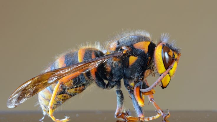 ¿Podrá llegar el avispón gigante asiático a Colombia?