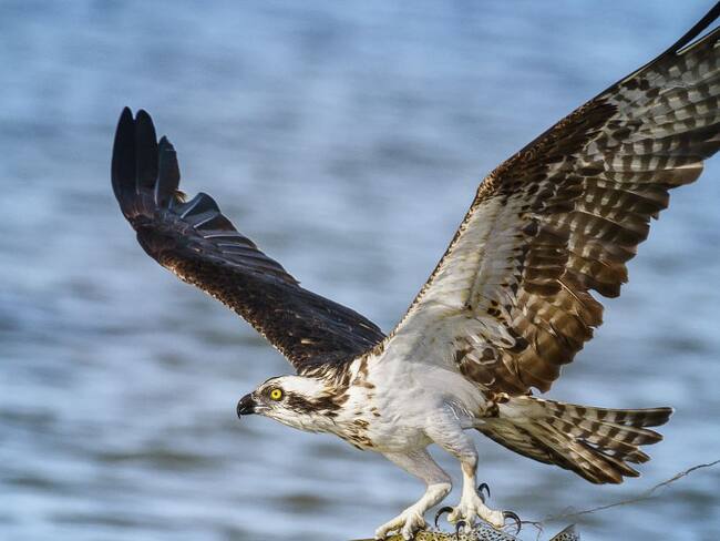 Imagen de referencia