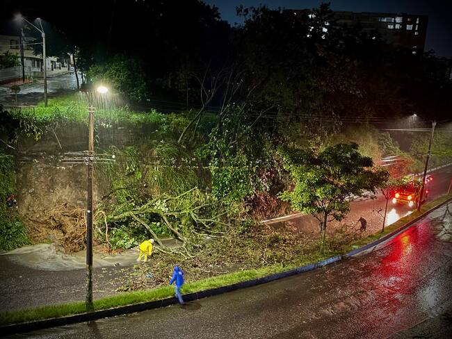 Caída de un árbol en la avenida Jordán a la altura del barrio Piedra Pintada en Ibagué