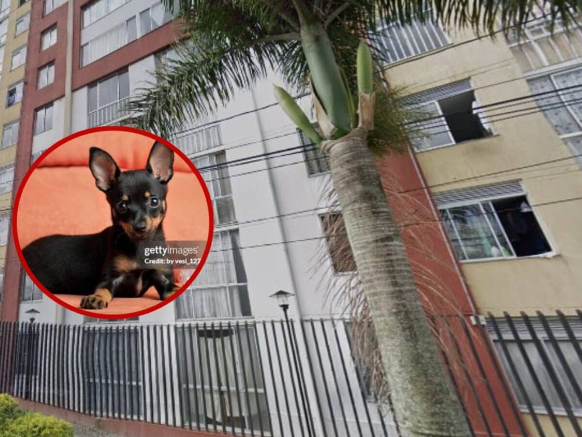 En Armenia denuncian que un perrito pinscher fue asesinado por un pitbull