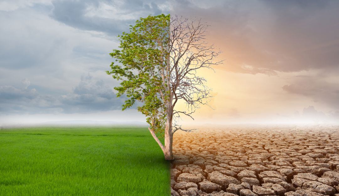 Imagen de referencia 