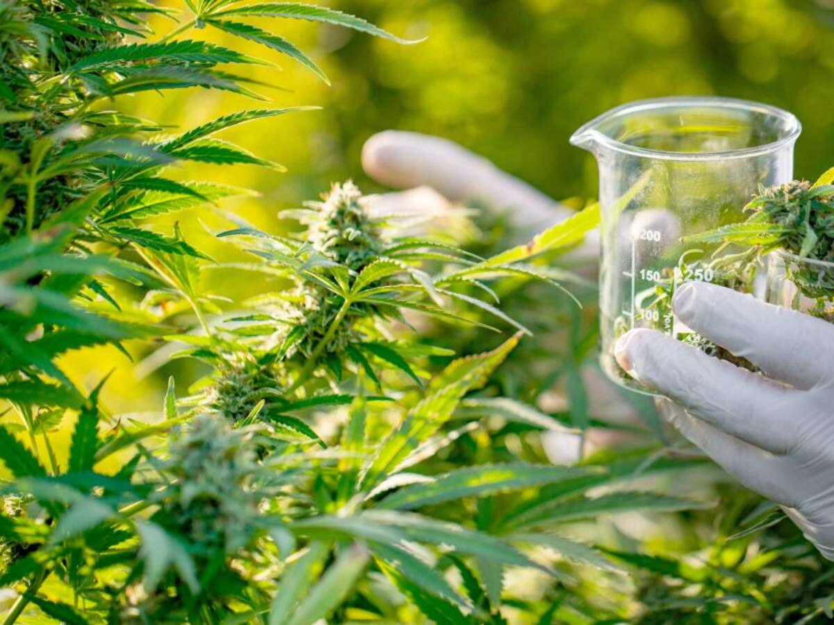 Foros Caracol: Cannabis, mitos y realidades