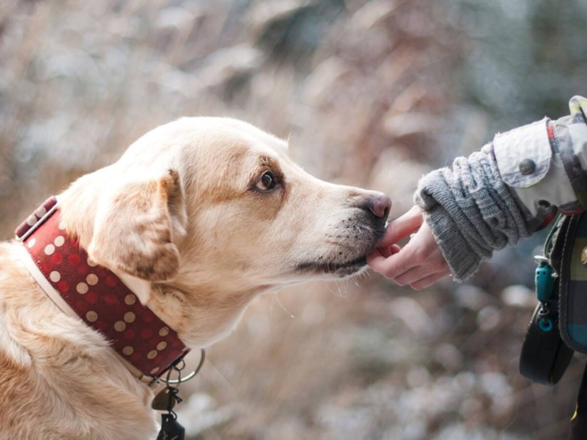 Sanamente - Mascotas