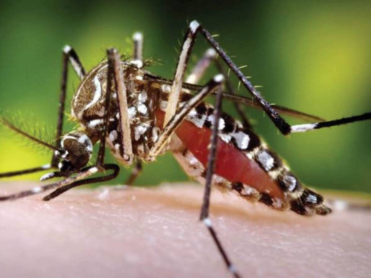 En Bucaramanga recomiendan hacer el amor con toldos para evitar el Zika