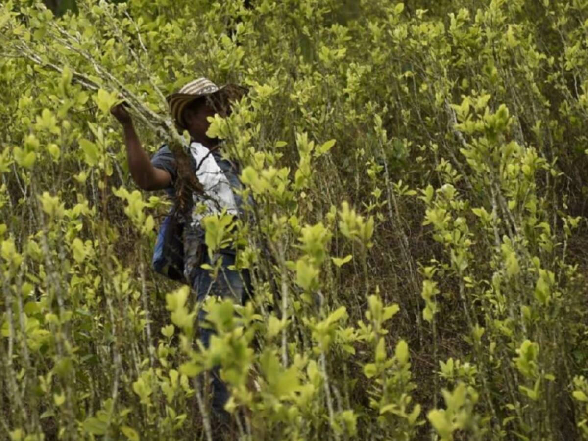 Campesinos de Tarazá rechazaron el reinicio de la erradicación forzada