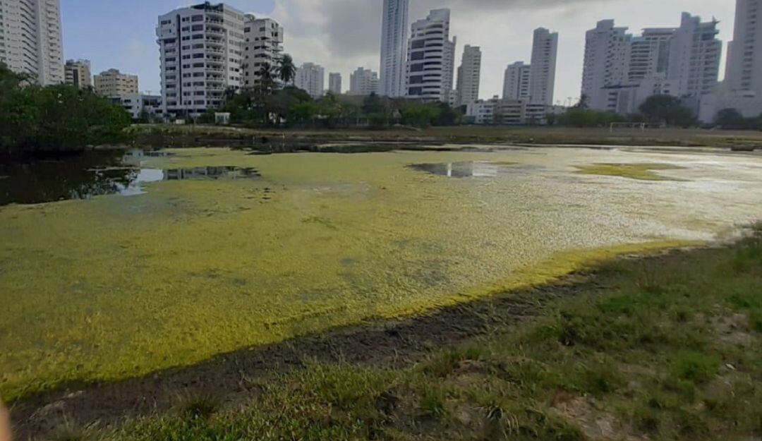 El cuerpo de agua sigue mostrando deterioro con peces muertos, olores fétidos y presencia de verdín