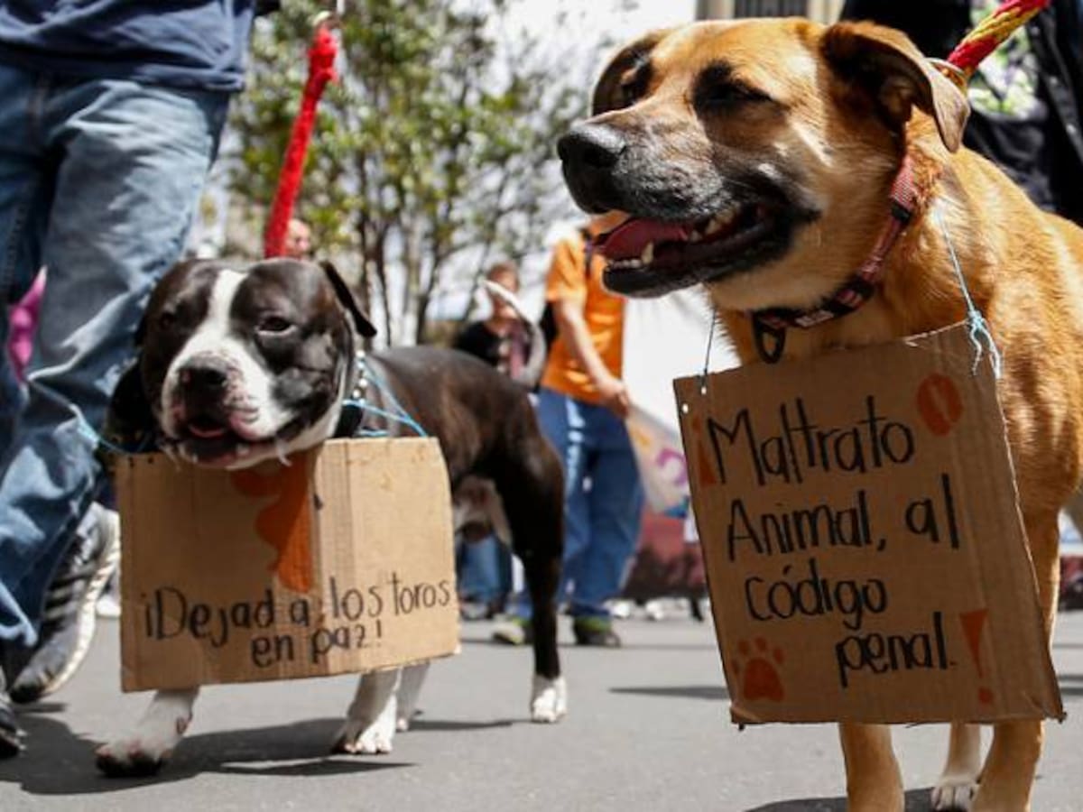 Ley orientada a la protección de animales en Colombia ha sido ineficaz: Procuraduría